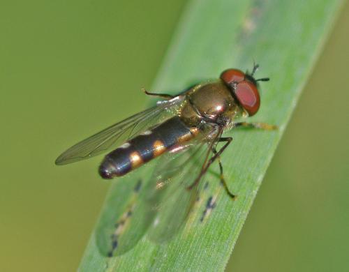 Réf. 350 116 : Platycheirus albimanus